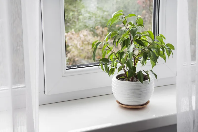 Young Ficus Benjamina On Windowsill - Bonsai Care Tips