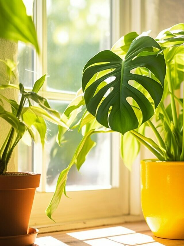 Monstera Adansonii In Orange Color Pot