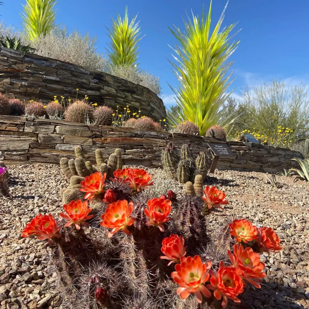 Fishhook Cactus with other Desert Plants In Garden Area