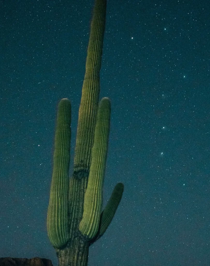 Photo of Grown Fishhook Cactus with Sky Background at Night