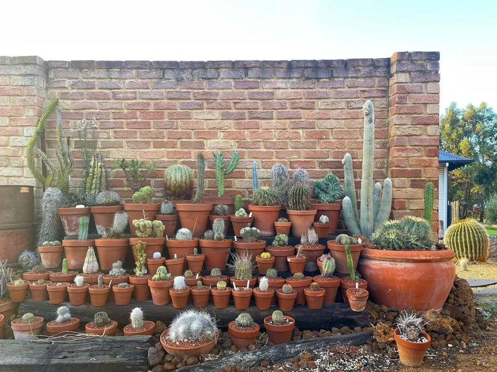 Fishhook Cactus In Clay Pot with other Desert Plants Displayed In Racks at Garden