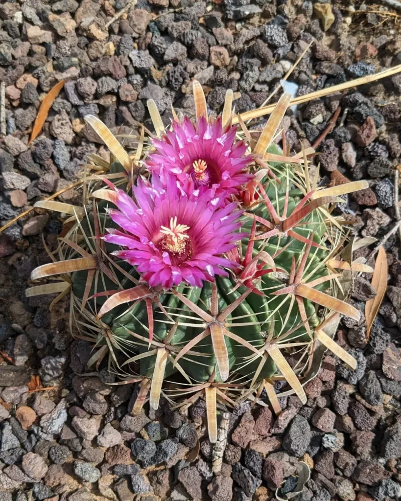 Two Pink Flowers In Fishhook Cactus Desert Plant