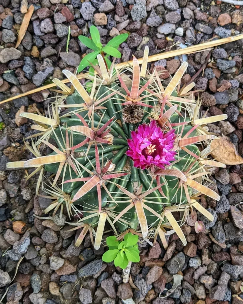 Top view of Fishhook Cactus with Pink Flower On Ground