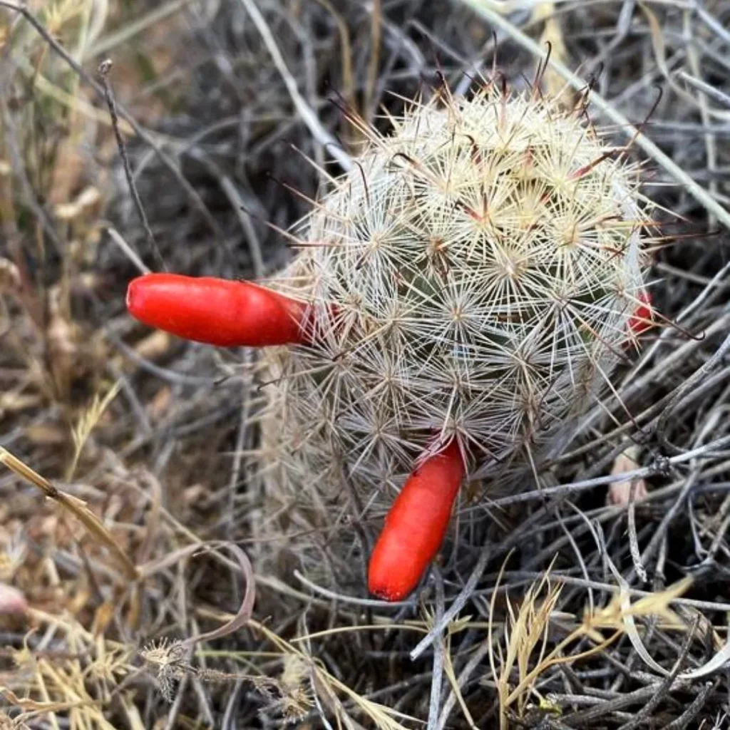 Flowering Fishhook Cactus Desert Plant