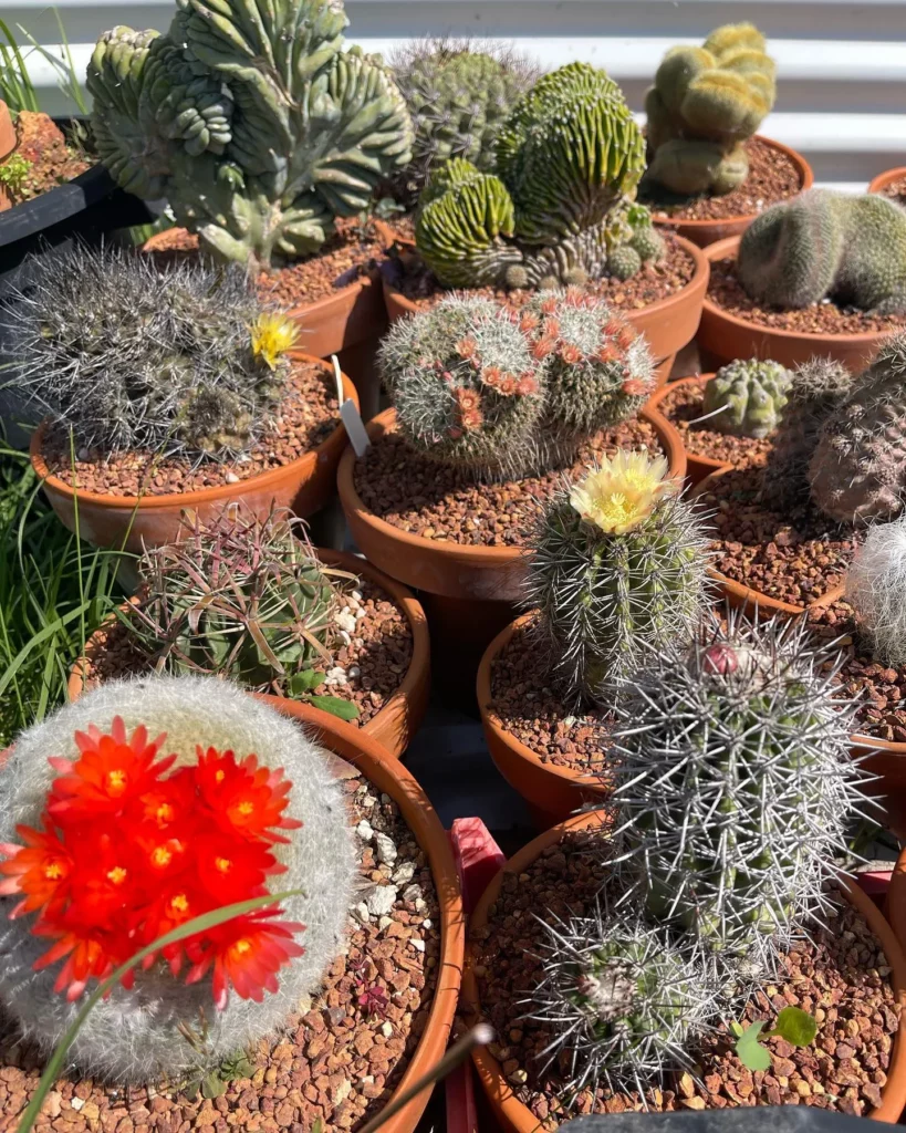Flowering Fishhook Cactus In Brown Color Clay Pot with other plants in Clay Pots
