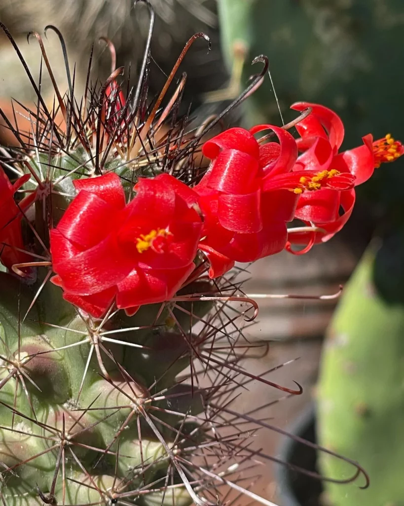 Fishhook Cactus with Red Flower