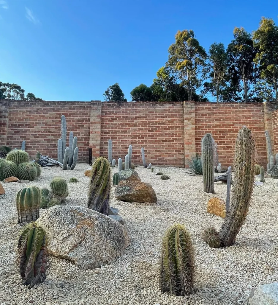 Garden with Fishhook Cactus and other Desert Plants