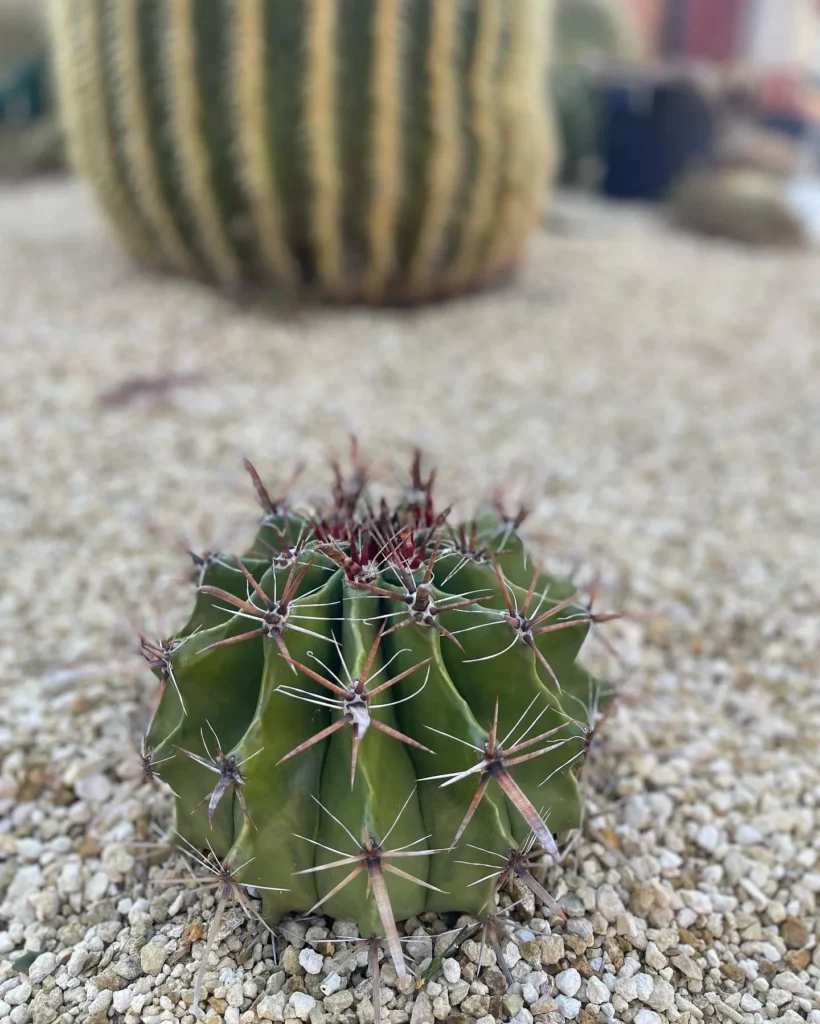Close up view of Fishhook Cactus on Ground