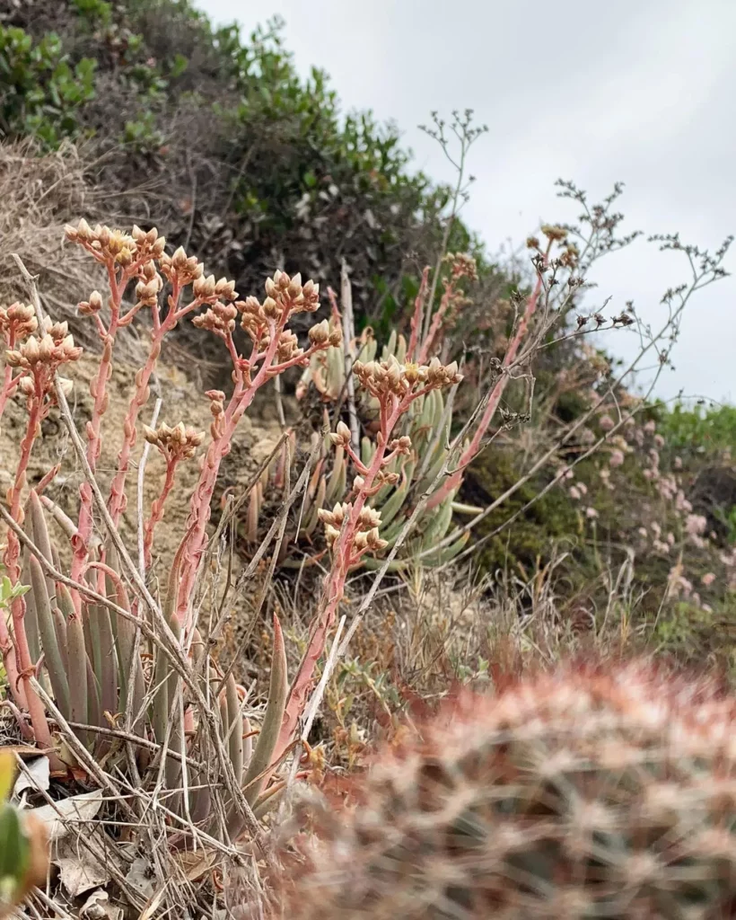 Fishhook Cactus In Desert Area
