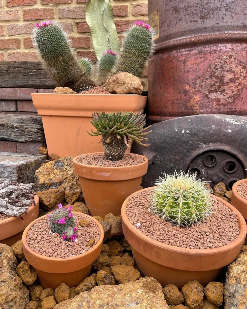 Fishhook Cactus In Brown Color 12" Clay Pot with other Desert Plants