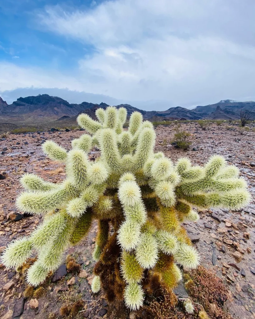 Fishhook Cactus In Desert