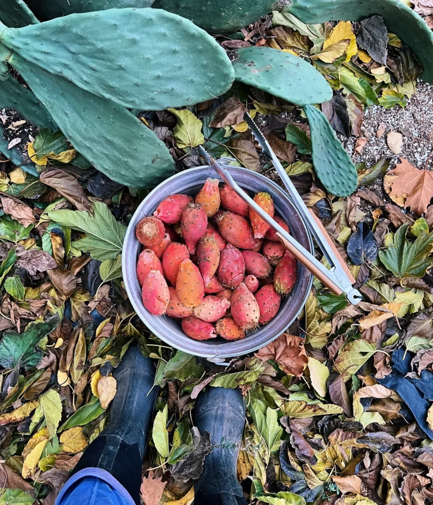 Gardener Collecting Fruits of Prickly Pear Cactus Plant
