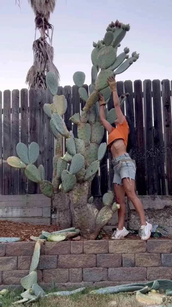 Plant Owner Propagating Prickly Pear Cactus