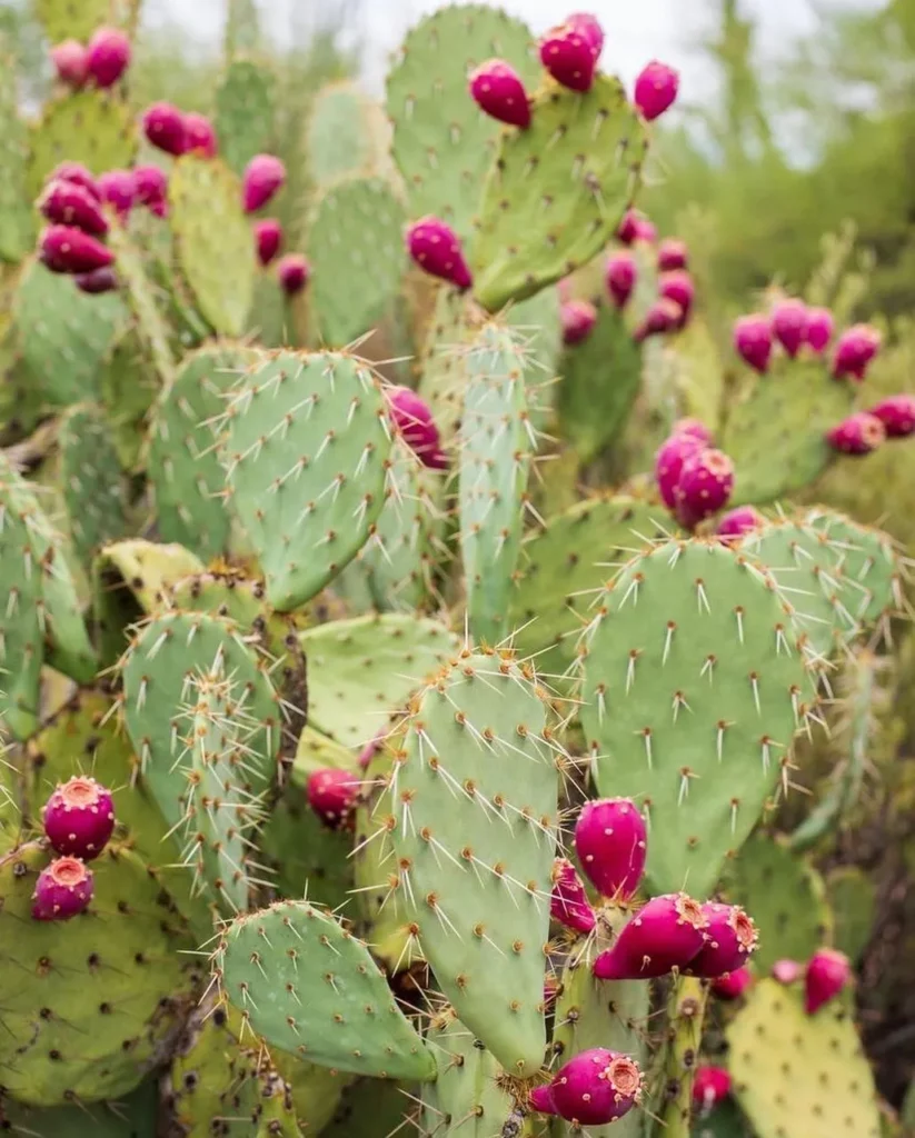 Closer view of Prickly Pear Cactus Photo with It's Pink color Fruit