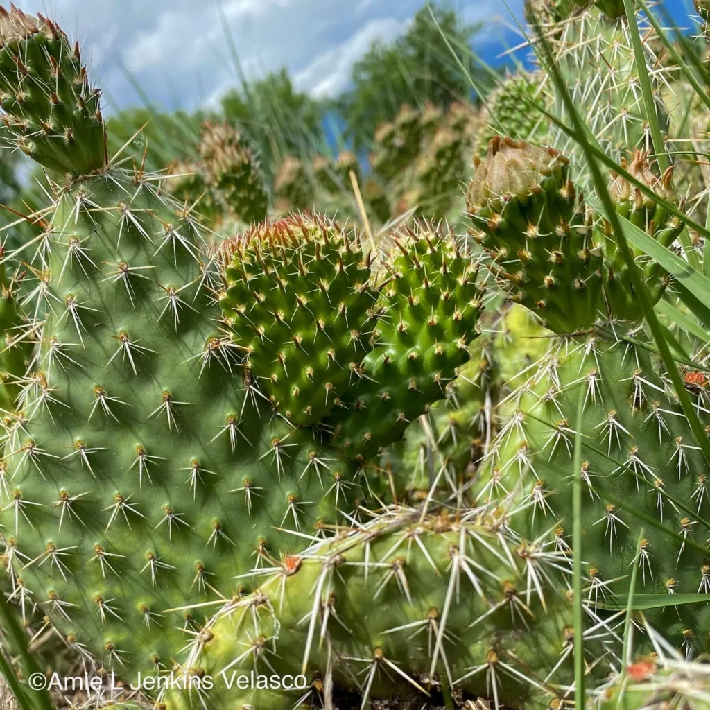 Close up view of Prickly Pear Cactus