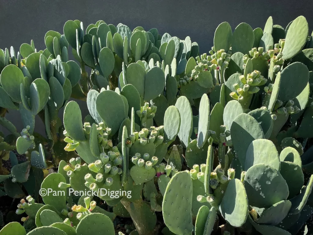 Prickly Pear Cactus Plants Collection at Garden