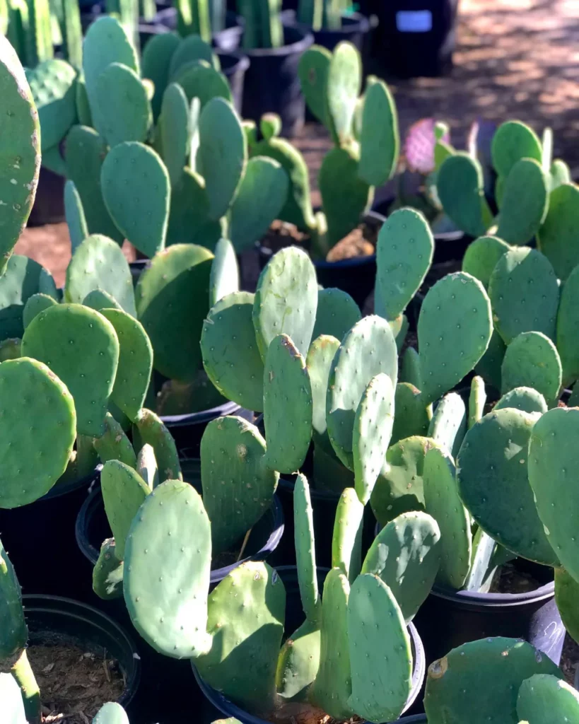 Collection of Prickly Pear Cactus Plants In Black Pots