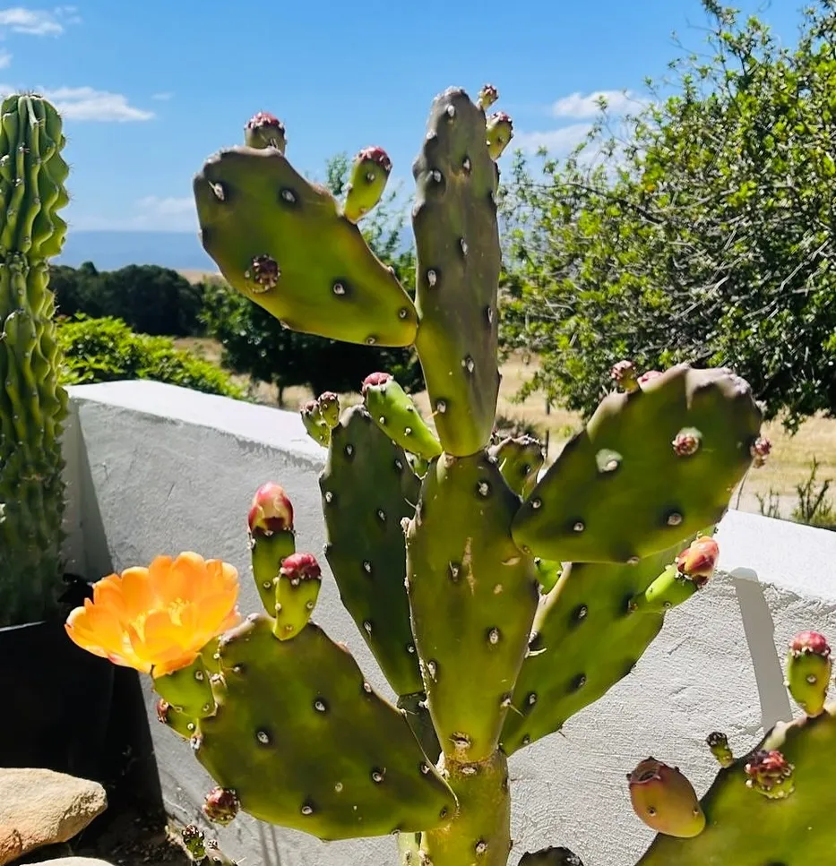 Prickly Pear Cactus aka Desert Plant on Roof at Home