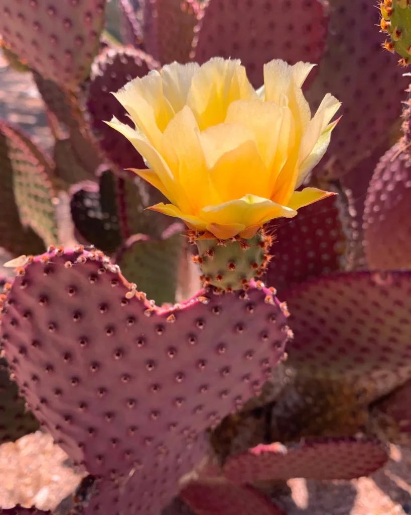 Prickly Pear Cactus with Yellow Flower