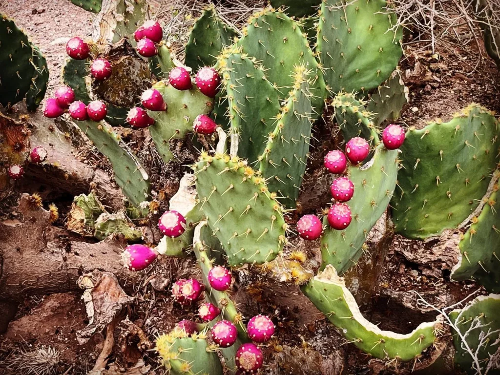Prickly Pear Cactus Plant In Desert with Fruits