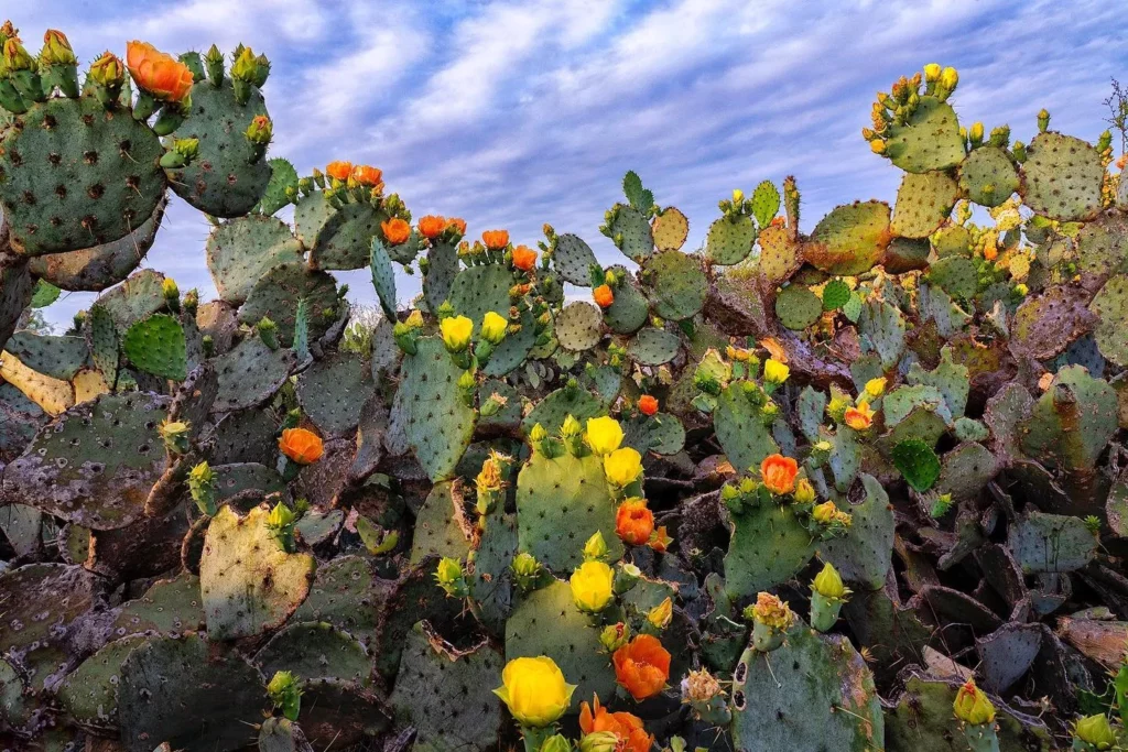 Garden full of Flovering Prickly Pear Cactus Plants AKA The Desert Plant