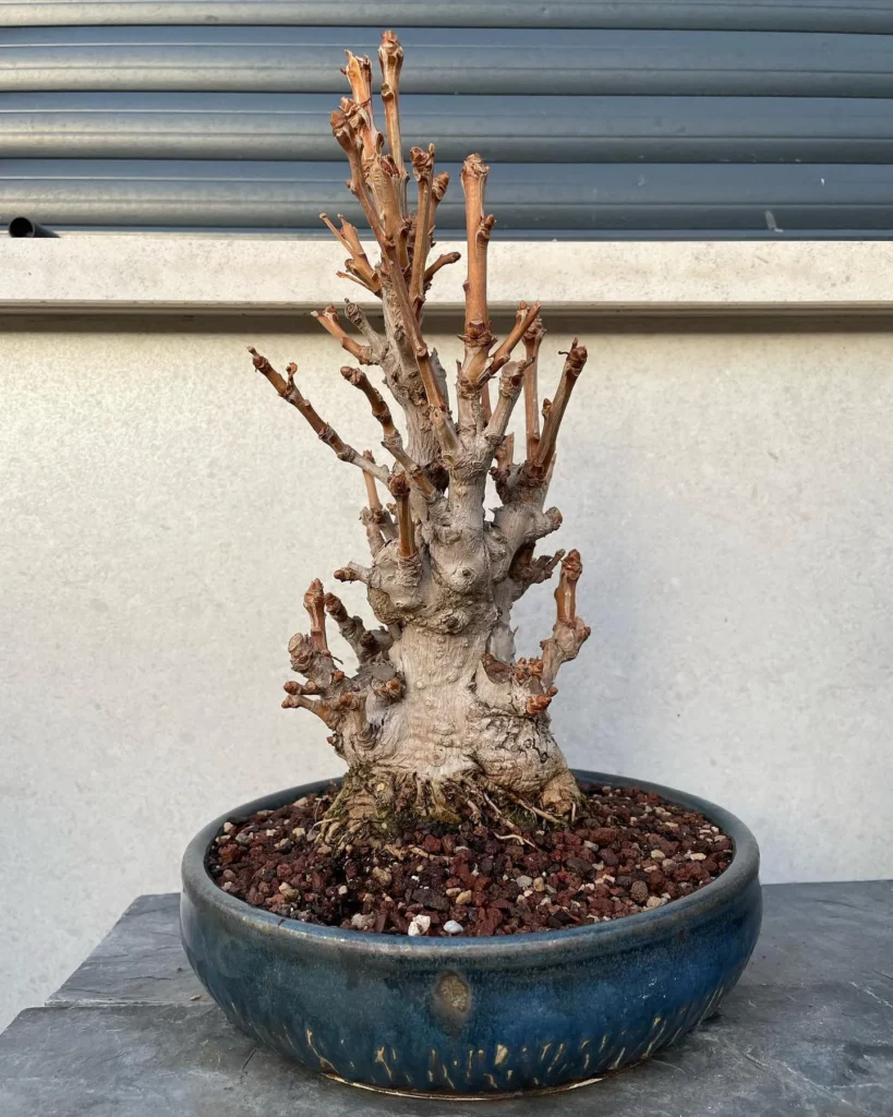 Ginkgo Bonsai (Ginkgo biloba) In 6" Rounded Pot On Wooden Bench