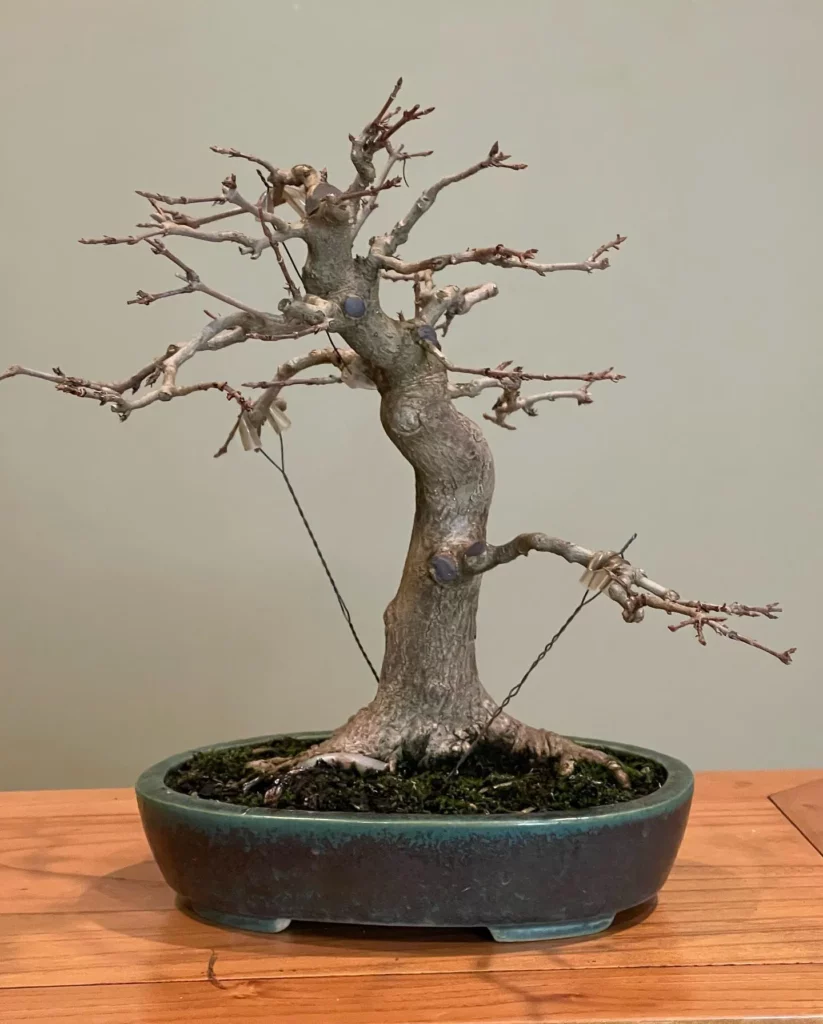 Ginkgo Bonsai (Ginkgo biloba) In Green Color Ceramic Pot Displayed On Wooden Rack at Home Garden