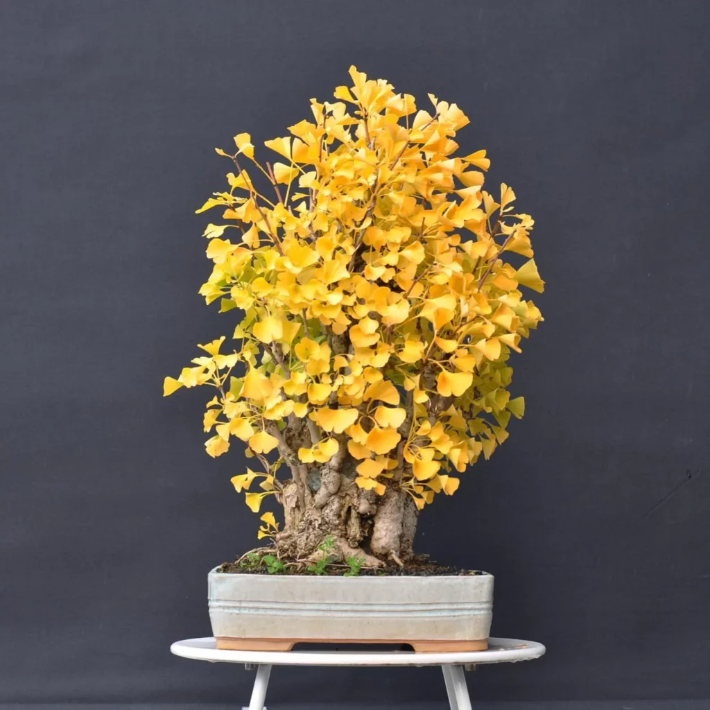 Ginkgo Bonsai (Ginkgo biloba) Tree In Square Shaped White Color Ceramic Pot Displayed On Metal Stand at Garden Area
