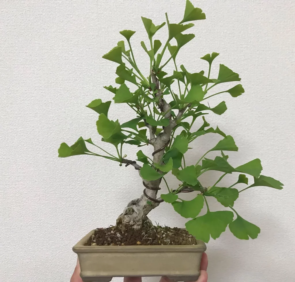 12" Tall Ginkgo Bonsai (Ginkgo biloba) Tree In Grey Color Square Shaped Clay Pot at Home