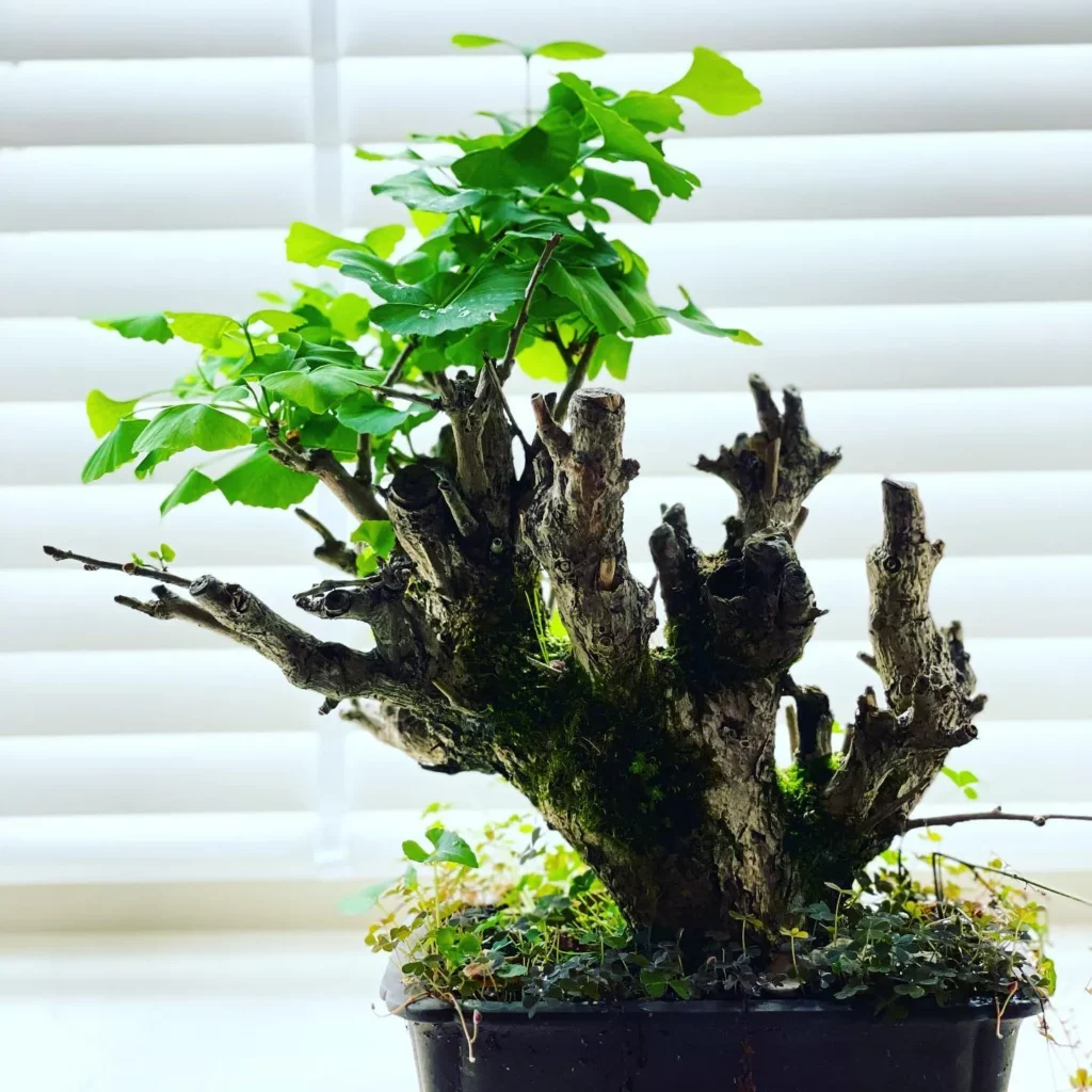 8" Tall Ginkgo Bonsai (Ginkgo biloba) Tree In Square Shaped Pot at Home Garden