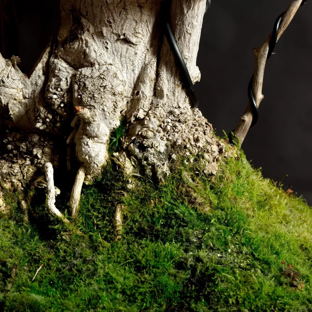 Close up Photo of Ginkgo Bonsai (Ginkgo biloba) tree Root