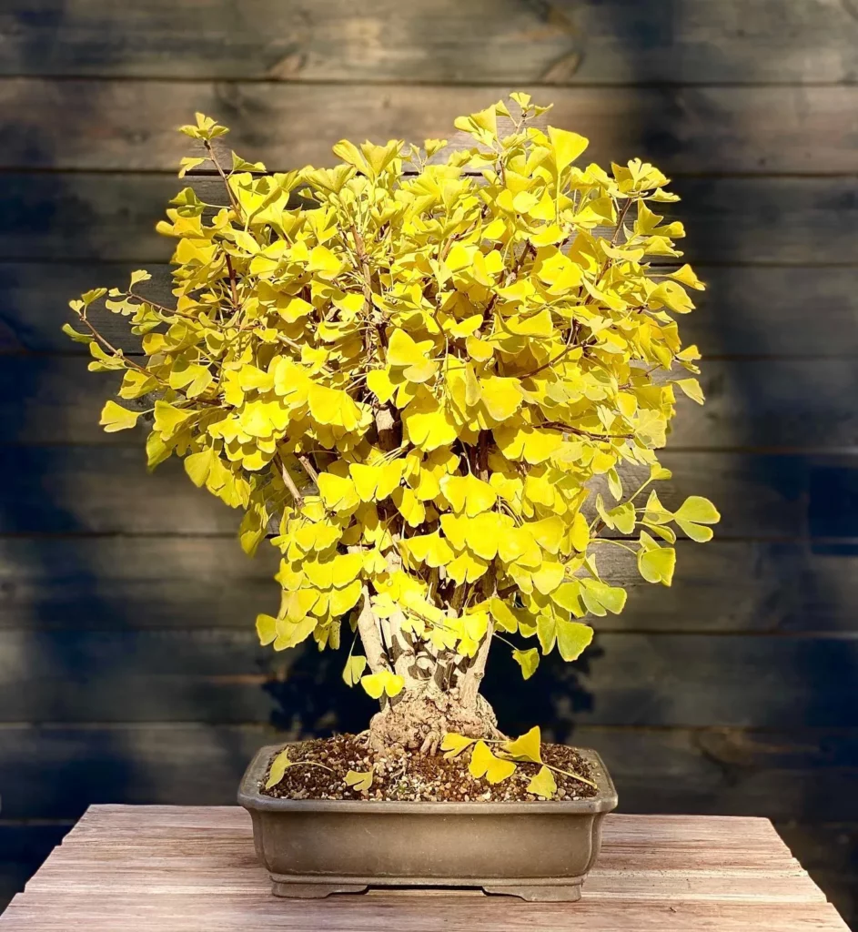 Ginkgo Bonsai (Ginkgo biloba) In Brown Color Square Shaped Pot Displayed On Wooden Stand near Fence at Home Garden Observing Direct Sunlight