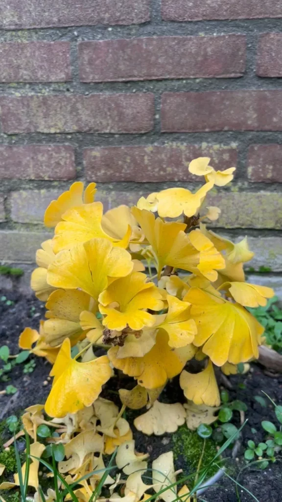 Close up Photo of Ginkgo Bonsai (Ginkgo biloba) Tree at Garden Area