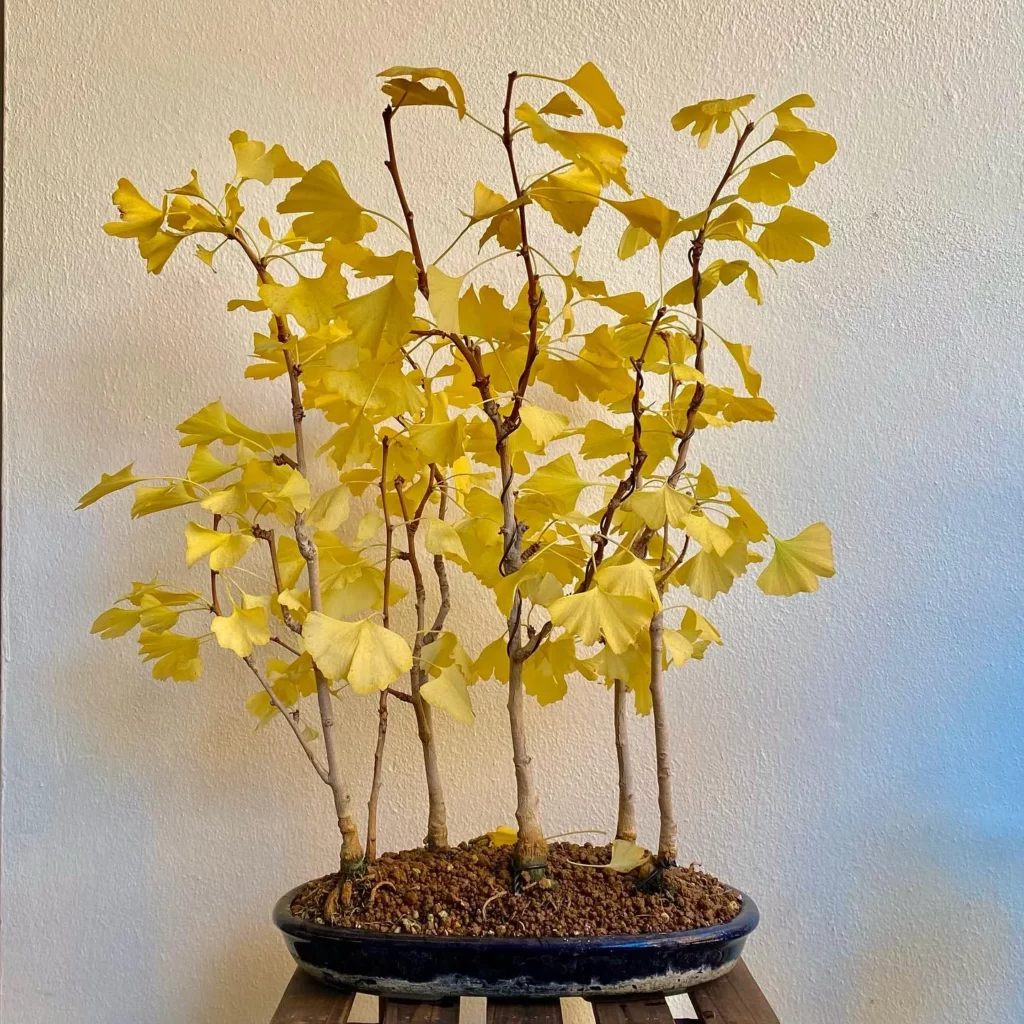 Six Ginkgo Bonsai (Ginkgo biloba) Trees In Rounded Clay Pot Displayed On Wooden Stand at Home Garden