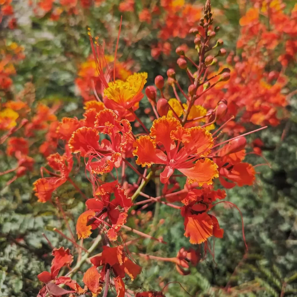 Blooming Mexican Bird of Paradise Desert Plant
