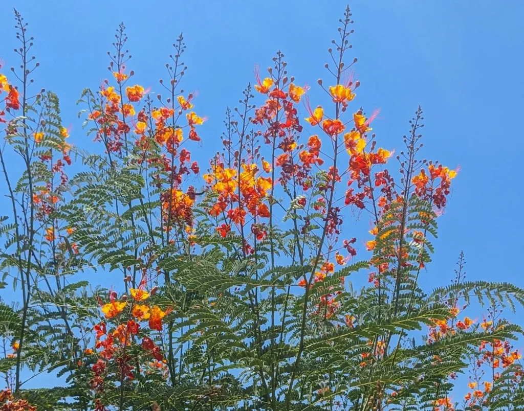 Mexican Bird of Paradise Plant with Clear Blue Sky Background