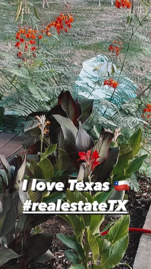Mexican Bird of Paradise Plant at Garden with other Plants