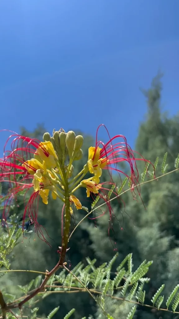 Mexican Bird of Paradise Plant Close View