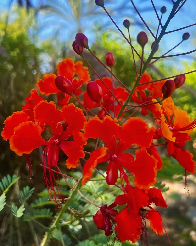 Beautiful Pink Color Flower of Mexican Bird of Paradise Plant