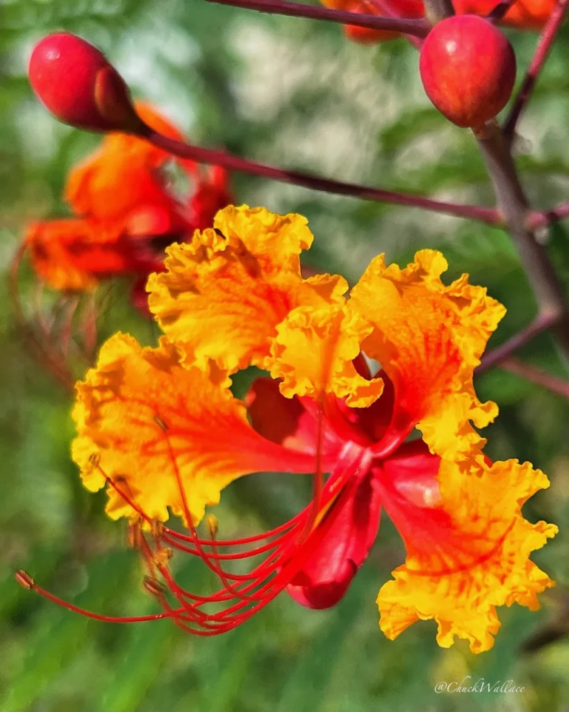 Photo of Mexican Bird of Paradise Desert Plant Orange Flower