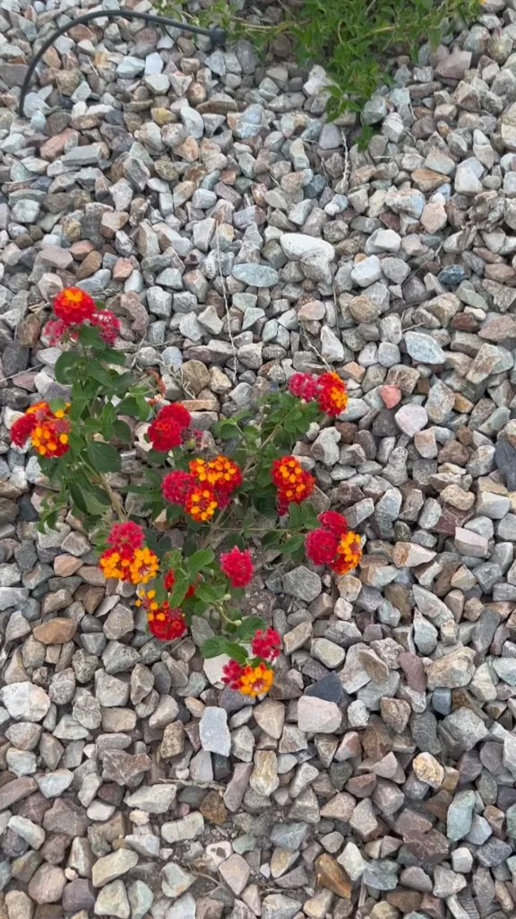 Blooming Mexican Bird of Paradise Desert Plant On Ground at Garden Area