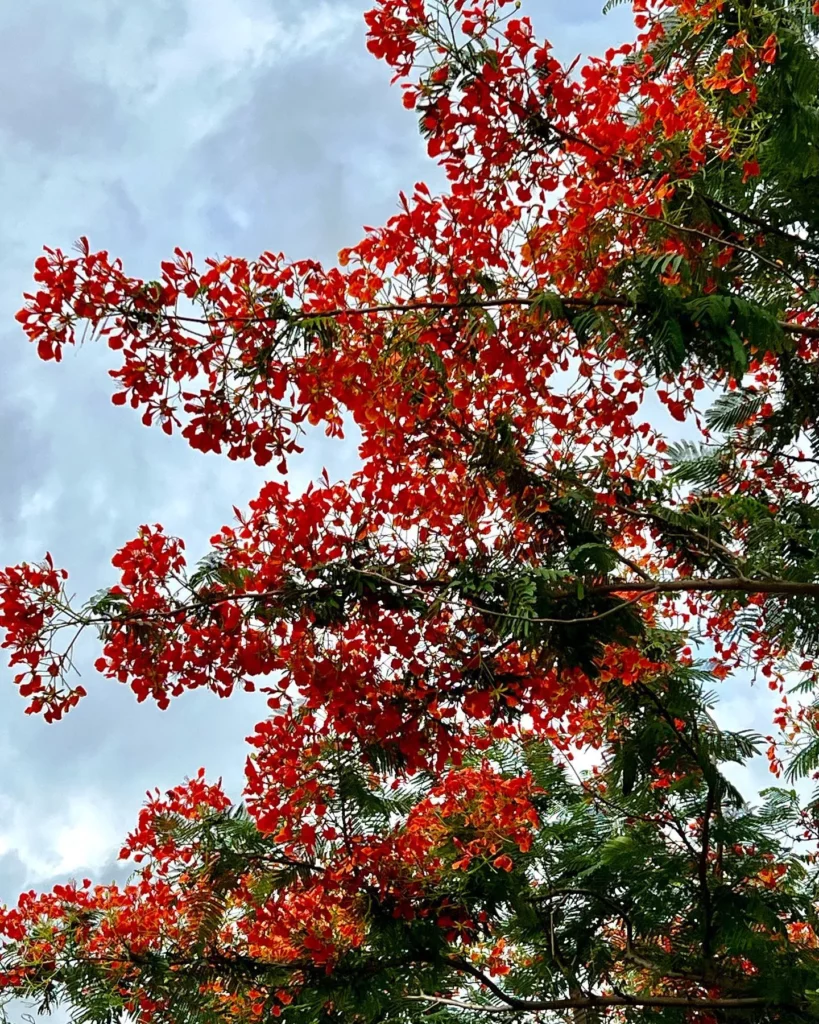 Fully Grown Mexican Bird of Paradise Desert Plant