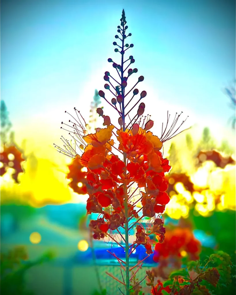Close view of Mexican Bird of Paradise Desert Plant