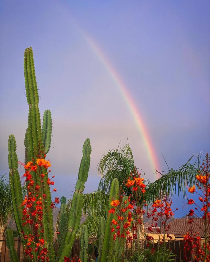 Blooming Mexican Bird of Paradise Desert Plant and Rainbow In the Background at Garden