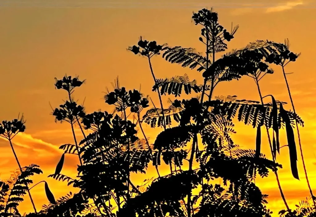 Photo of Mexican Bird of Paradise Plant During Sunset