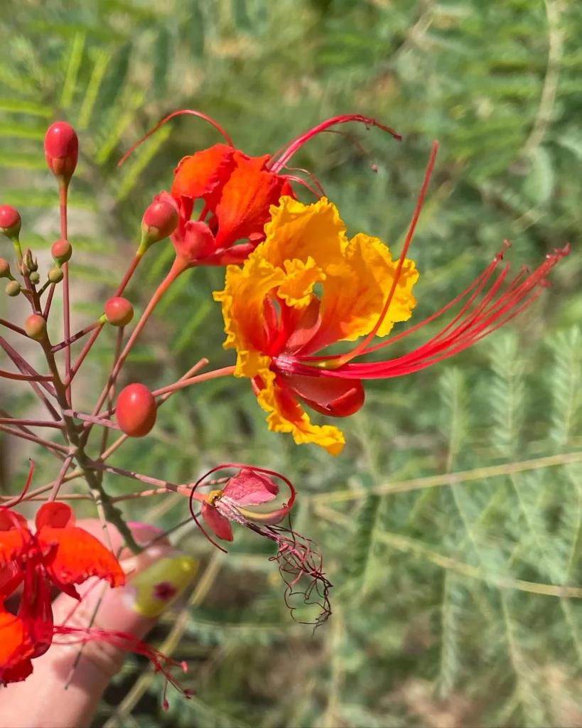 Gardener holding Mexican Bird of Paradise Desert Plants Stem and seeing its flowers closely