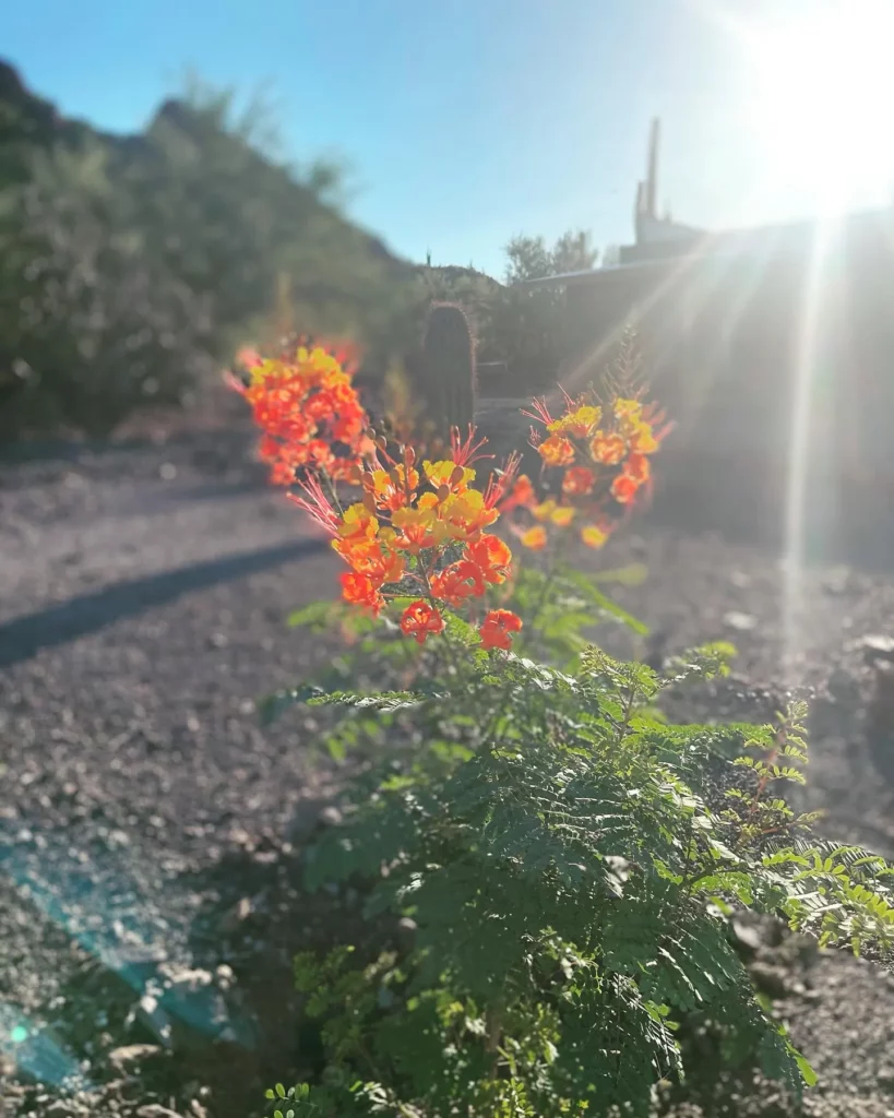Mexican Bird of Paradise Plant Observing Direct Sunlight at Garden