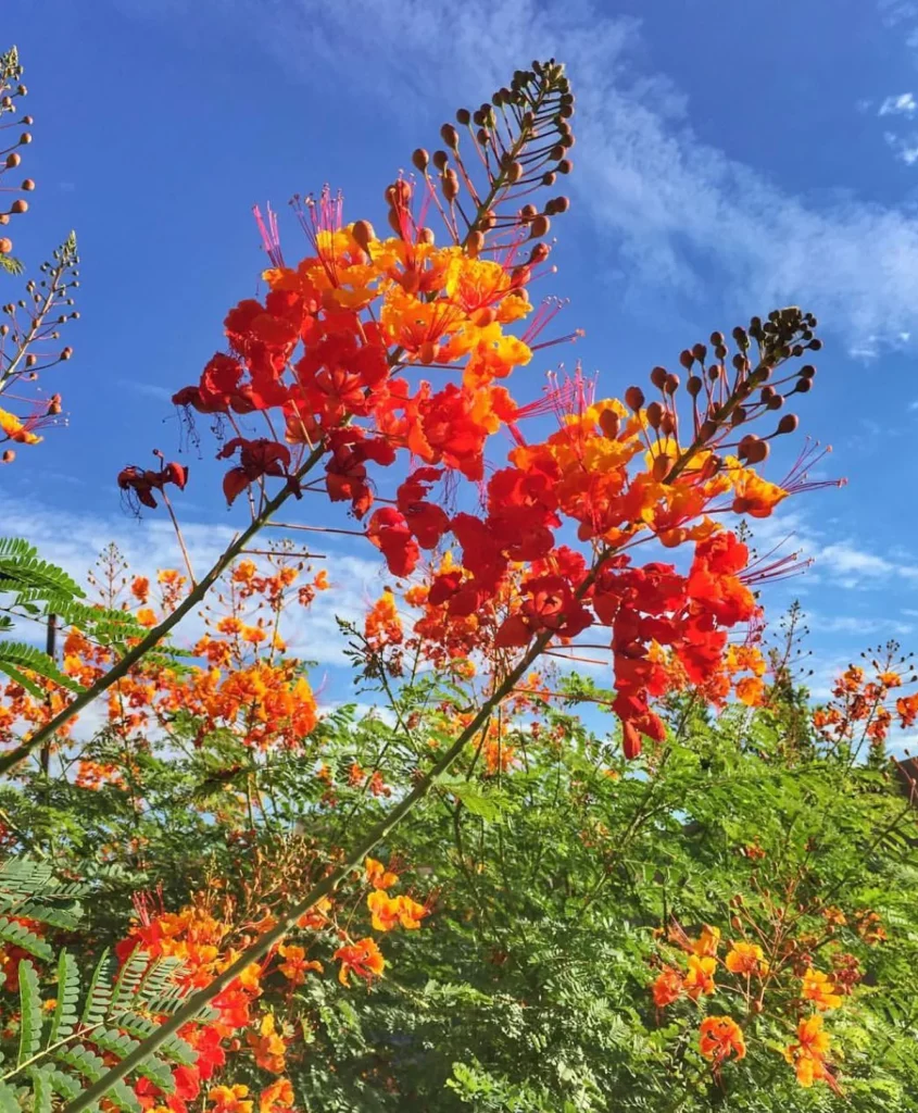 Closer Photo of Mexican Bird of Paradise Plant Flowers