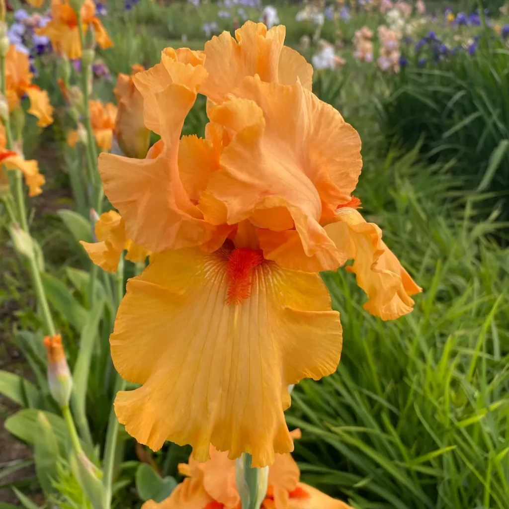 Orange Jubilee Desert Plant Flower Photo