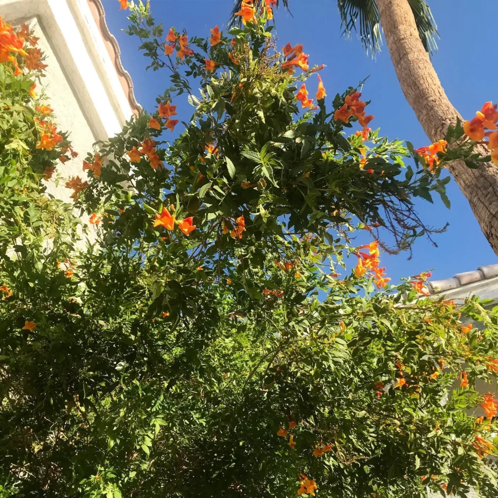 Fully Grown Orange Jubilee Desert Plant at Home